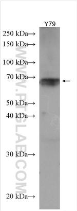 NET1 Antibody in Western Blot (WB)