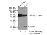 IMP3 Antibody in Immunoprecipitation (IP)