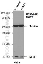 IMP3 Antibody in Western Blot (WB)