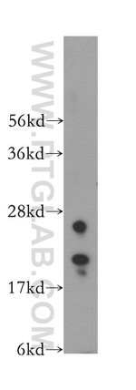 IMP3 Antibody in Western Blot (WB)