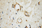 SEC5/EXOC2 Antibody in Immunohistochemistry (Paraffin) (IHC (P))