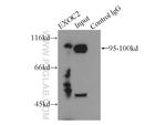 SEC5/EXOC2 Antibody in Immunoprecipitation (IP)