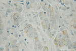 DPP8 Antibody in Immunohistochemistry (Paraffin) (IHC (P))