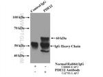 PDE12 Antibody in Immunoprecipitation (IP)