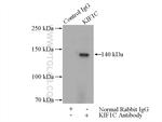 KIF1C Antibody in Immunoprecipitation (IP)