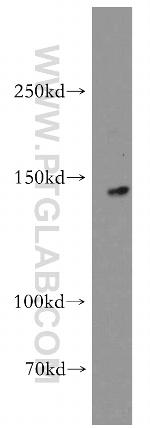 KIF1C Antibody in Western Blot (WB)