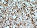 ELMOD1 Antibody in Immunohistochemistry (Paraffin) (IHC (P))