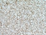 ELMOD1 Antibody in Immunohistochemistry (Paraffin) (IHC (P))