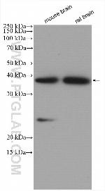 ELMOD1 Antibody in Western Blot (WB)