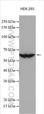 BBS4 Antibody in Western Blot (WB)