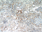 IFITM2 Antibody in Immunohistochemistry (Paraffin) (IHC (P))