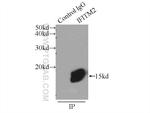 IFITM2 Antibody in Immunoprecipitation (IP)