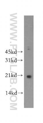 MAFF Antibody in Western Blot (WB)