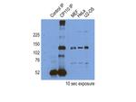 CP110 Antibody in Immunoprecipitation (IP)