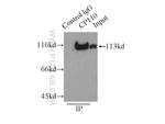 CP110 Antibody in Immunoprecipitation (IP)