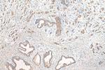 CP110 Antibody in Immunohistochemistry (Paraffin) (IHC (P))