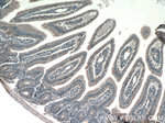 CBLB Antibody in Immunohistochemistry (Paraffin) (IHC (P))