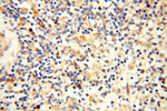 CBLB Antibody in Immunohistochemistry (Paraffin) (IHC (P))