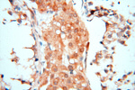 CBLB Antibody in Immunohistochemistry (Paraffin) (IHC (P))