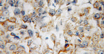 CBLB Antibody in Immunohistochemistry (Paraffin) (IHC (P))