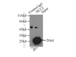 BCL2 Antibody in Immunoprecipitation (IP)