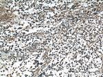 HAAO Antibody in Immunohistochemistry (Paraffin) (IHC (P))