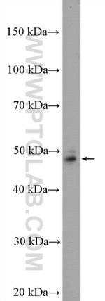 SRFBP1 Antibody in Western Blot (WB)