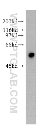 Synaptotagmin-9 Antibody in Western Blot (WB)