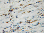 GAGE1 Antibody in Immunohistochemistry (Paraffin) (IHC (P))