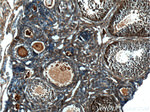 HSPA2 Antibody in Immunohistochemistry (Paraffin) (IHC (P))