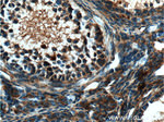 HSPA2 Antibody in Immunohistochemistry (Paraffin) (IHC (P))