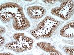 HSPA2 Antibody in Immunohistochemistry (Paraffin) (IHC (P))