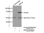 HSPA2 Antibody in Immunoprecipitation (IP)