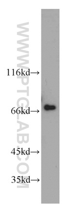 HSPA2 Antibody in Western Blot (WB)