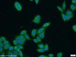 SECISBP2 Antibody in Immunocytochemistry (ICC/IF)