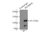 SECISBP2 Antibody in Immunoprecipitation (IP)