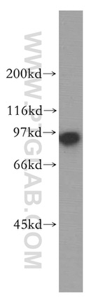 SECISBP2 Antibody in Western Blot (WB)