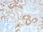 Collagen II (COL2A1) Antibody in Immunohistochemistry (Paraffin) (IHC (P))