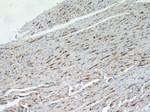 FABP4 Antibody in Immunohistochemistry (Paraffin) (IHC (P))