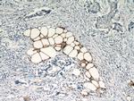 FABP4 Antibody in Immunohistochemistry (Paraffin) (IHC (P))