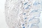 FABP4 Antibody in Immunohistochemistry (Paraffin) (IHC (P))