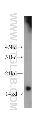 FABP4 Antibody in Western Blot (WB)