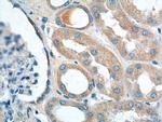 VPS26A Antibody in Immunohistochemistry (Paraffin) (IHC (P))