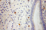 VPS26A Antibody in Immunohistochemistry (Paraffin) (IHC (P))