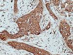 VPS26A Antibody in Immunohistochemistry (Paraffin) (IHC (P))