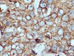 VPS26A Antibody in Immunohistochemistry (Paraffin) (IHC (P))