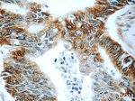 BACE1 Antibody in Immunohistochemistry (Paraffin) (IHC (P))