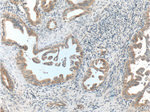 BACE1 Antibody in Immunohistochemistry (Paraffin) (IHC (P))