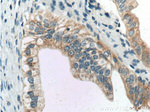 BACE1 Antibody in Immunohistochemistry (Paraffin) (IHC (P))