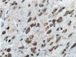 BACE1 Antibody in Immunohistochemistry (Paraffin) (IHC (P))